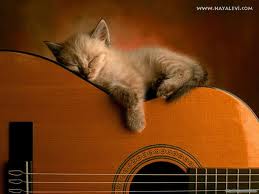 macicka na gitare.jpeg