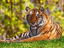 tiger oddychuje.jpeg