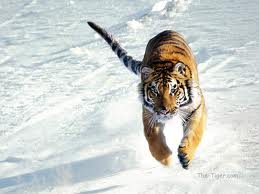 tiger skáče.jpeg